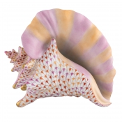 Herend Reserve Collection Conch Shell