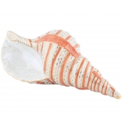 Herend Reserve Collection Triton Shell